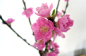 桃の花